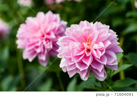 鮮やかに咲いたダリヤ　山形県川西町 71004091