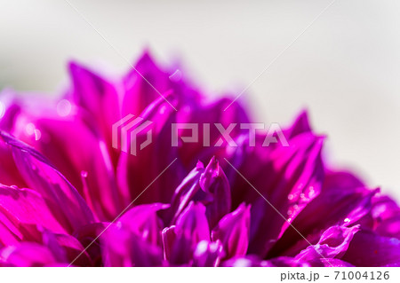 鮮やかに咲いたダリヤ　山形県川西町 71004126