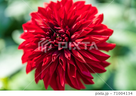 鮮やかに咲いたダリヤ　山形県川西町 71004134