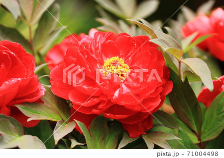 美しく赤い牡丹の花 71004498