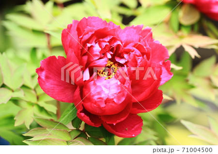 美しく赤い牡丹の花、 71004500