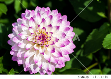 鮮やかに咲いたダリヤ　山形県川西町 71004810