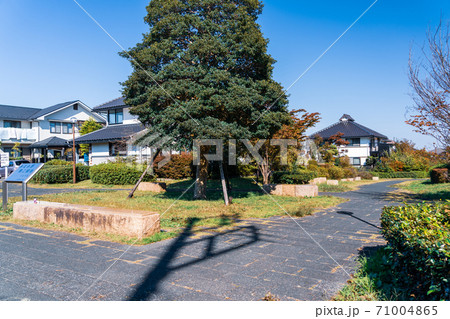 東京都　緑の環境を守る街　みなみ野第二緑地　住宅街に造られた緑地帯 71004865