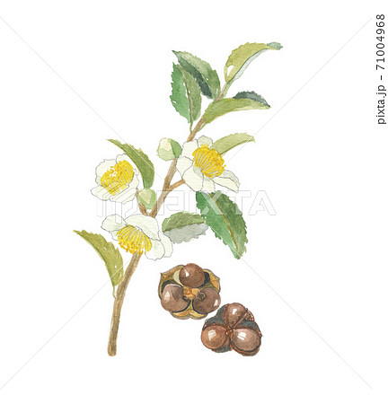 お茶の花と実のイラスト素材