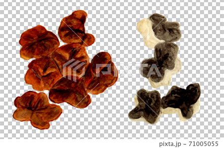 生和乾的水母的水彩插圖 71005055