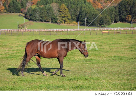 サラブレッド 71005332