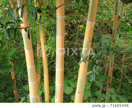 金色の竹、金明竹 71005446
