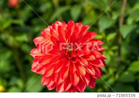 鮮やかに咲いたダリヤ　山形県川西町 71005556