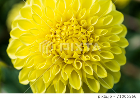 鮮やかに咲いたダリヤ　山形県川西町 71005566