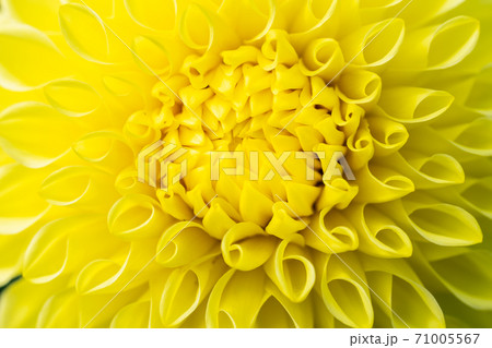 鮮やかに咲いたダリヤ　山形県川西町 71005567