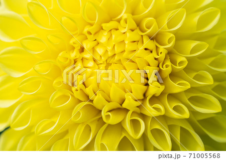 鮮やかに咲いたダリヤ 山形県川西町 鮮やかに咲いたダリヤ 山形県川西町 71005568