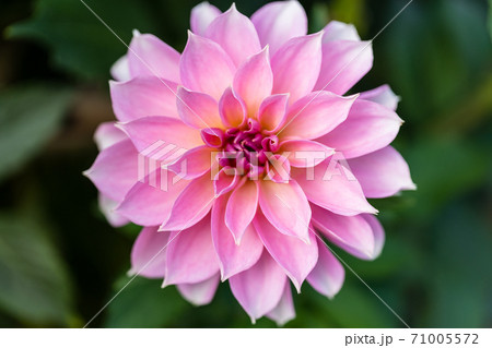 鮮やかに咲いたダリヤ　山形県川西町 71005572