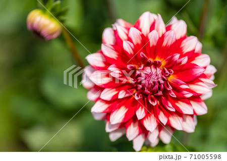 鮮やかに咲いたダリヤ　山形県川西町 71005598