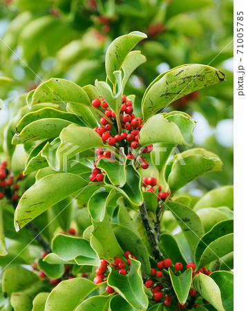 クロガネモチ（縁起物や秋のイメージに） 71005785