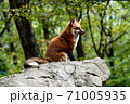 きつね　FOX 71005935