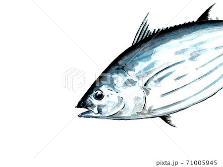 鰹 D手描き(無地) 鰹 D手描き(無地) 71005945