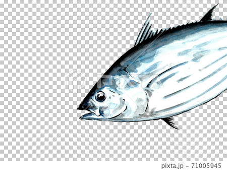 鰹 D手描き(無地) 鰹 D手描き(無地) 71005945