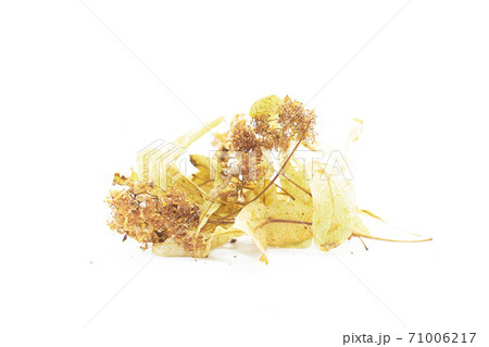 Isolated dried inflorescence of yellow Linden. Fragrant Linden tea Isolated dried inflorescence of yellow Linden. Fragrant Linden tea 71006217