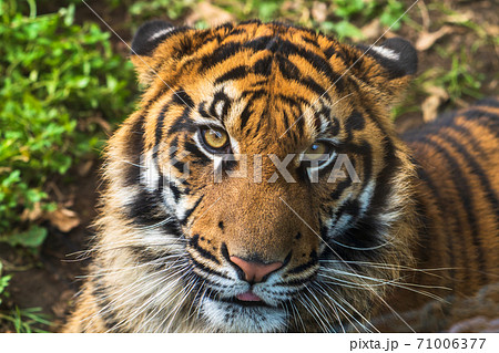 スマトラトラの顔　宮城県仙台市 71006377