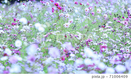 湘南三浦半島の花の名所神奈川県横須賀市久里浜花の国の秋(コスモス・秋桜) 湘南三浦半島の花の名所神奈川県横須賀市久里浜花の国の秋(コスモス・秋桜) 71006409