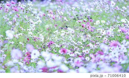 湘南三浦半島の花の名所神奈川県横須賀市久里浜花の国の秋(コスモス・秋桜) 湘南三浦半島の花の名所神奈川県横須賀市久里浜花の国の秋(コスモス・秋桜) 71006410