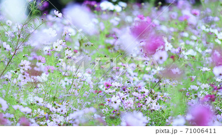 湘南三浦半島の花の名所神奈川県横須賀市久里浜花の国の秋(コスモス・秋桜) 湘南三浦半島の花の名所神奈川県横須賀市久里浜花の国の秋(コスモス・秋桜) 71006411