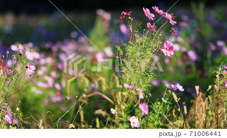湘南三浦半島の花の名所神奈川県横須賀市久里浜花の国の秋（コスモス・秋桜） 71006441