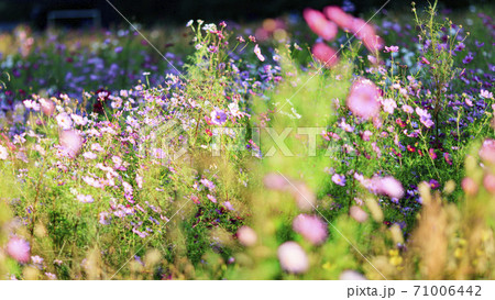 湘南三浦半島の花の名所神奈川県横須賀市久里浜花の国の秋(コスモス・秋桜) 湘南三浦半島の花の名所神奈川県横須賀市久里浜花の国の秋(コスモス・秋桜) 71006442
