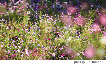 湘南三浦半島の花の名所神奈川県横須賀市久里浜花の国の秋 コスモス 秋桜 の写真素材