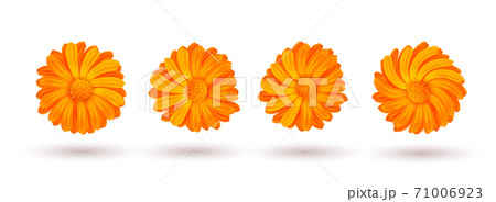 Calendula vector illustration isolated. Four of Calendula vector illustration isolated. Four of 71006923