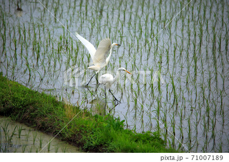 シラサギ達が水の入った海老名の水田にやってきました08 シラサギ達が水の入った海老名の水田にやってきました08 71007189