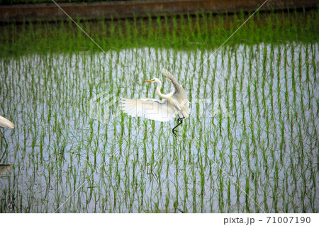 シラサギ達が水の入った海老名の水田にやってきました09 71007190