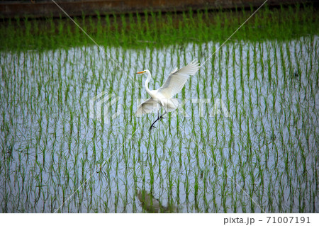 シラサギ達が水の入った海老名の水田にやってきました10 シラサギ達が水の入った海老名の水田にやってきました10 71007191