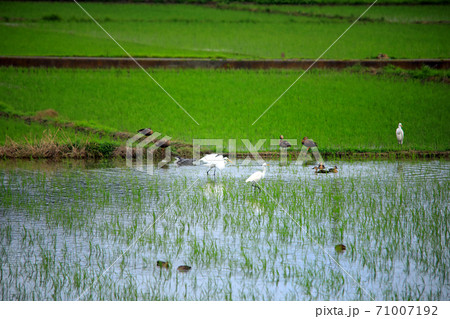 シラサギ達が水の入った海老名の水田にやってきました11 71007192