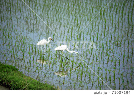 シラサギ達が水の入った海老名の水田にやってきました13 71007194