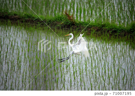 シラサギ達が水の入った海老名の水田にやってきました14 シラサギ達が水の入った海老名の水田にやってきました14 71007195