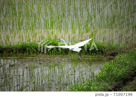 シラサギ達が水の入った海老名の水田にやってきました15 71007196