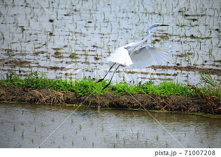 シラサギ達が水の入った海老名の水田にやってきました24 71007208