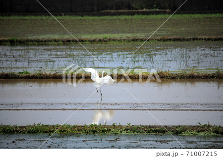 シラサギ達が水の入った海老名の水田にやってきました29 71007215