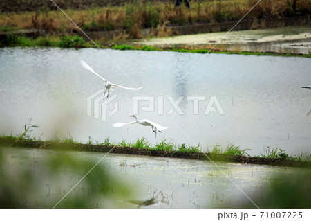シラサギ達が水の入った海老名の水田にやってきました36 71007225