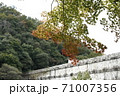布引ダムと色づき始めた紅葉 71007356