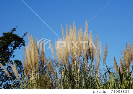 パンパスグラス　Pampas grass 71008332