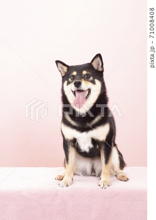 舌を出して笑う柴犬の写真素材