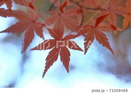 燃える秋 燃える秋 71008468