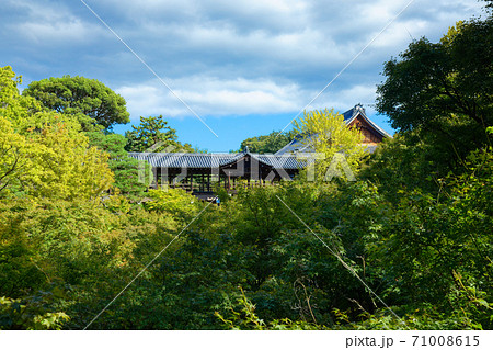 東福寺 通天橋 紅葉の始まり 東福寺 通天橋 紅葉の始まり 71008615