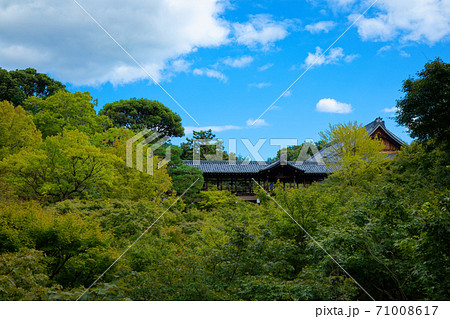 東福寺　通天橋　紅葉の始まり 71008617