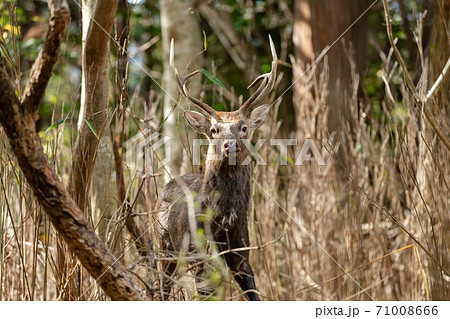 こちらを見つめる鹿_1 こちらを見つめる鹿_1 71008666