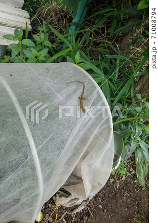 トンネル植物保護ネット 71008794