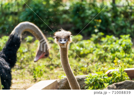 こちらを見るダチョウ 宮城県仙台市の写真素材 7100