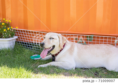 ドッグランで遊ぶ犬 ドッグランで遊ぶ犬 71009007